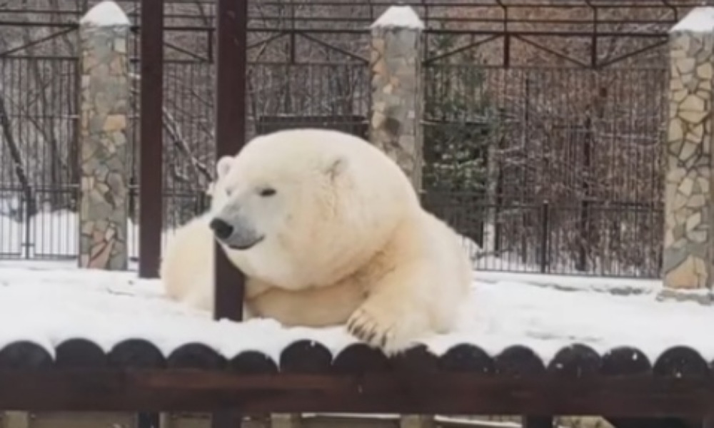 В Большереченском зоопарке объявили о старте творческого конкурса для школьников