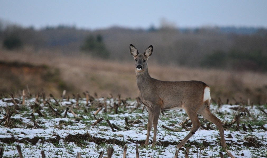 В Омской области браконьеры могут сесть на 5 лет за незаконный отстрел косуль
