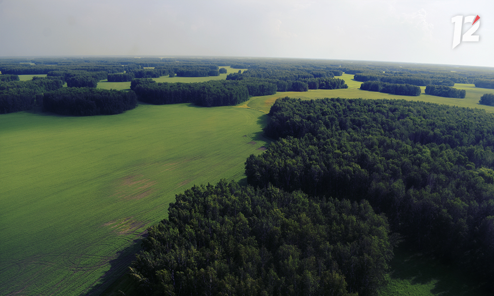 Леса Омской области обработали от вредных организмов