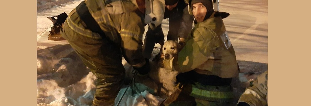 Сотрудники омского МЧС спасли ретривера, который провалился в колодец