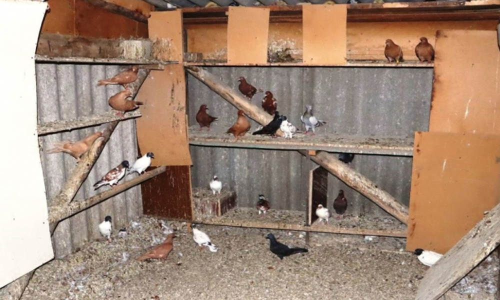 В Исилькуле мужчина украл голубей у соседа и убил их