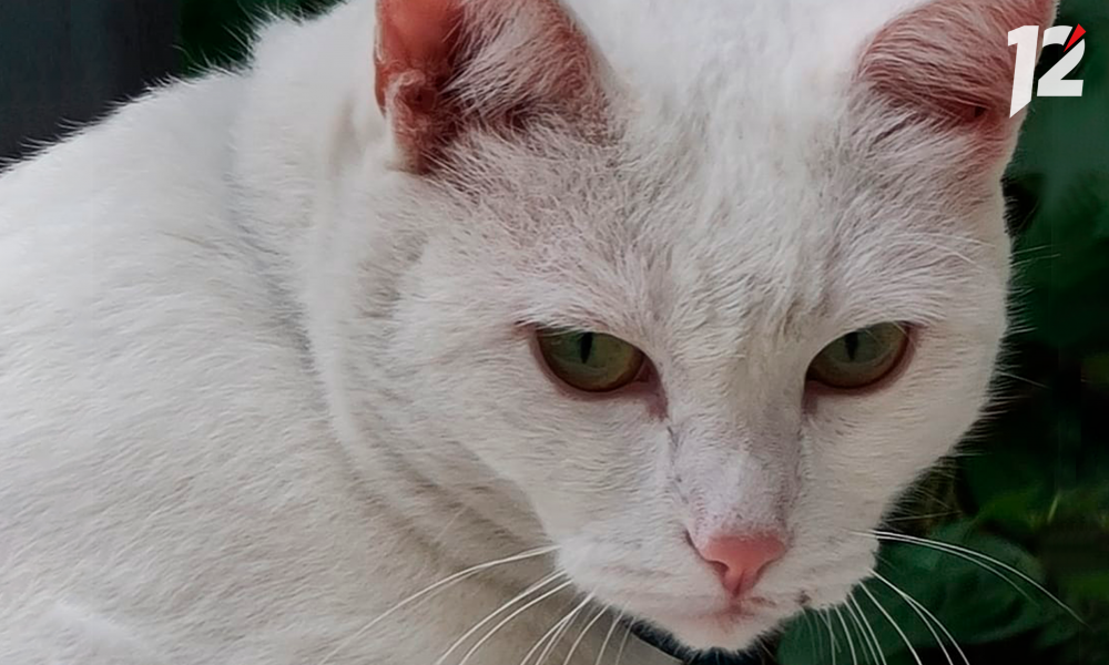Омская полиция разбирается в загадочном случае падения кошки из окна многоэтажки 