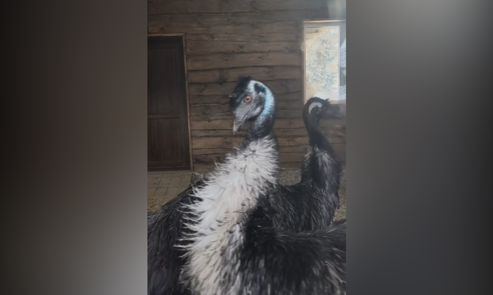 В Большереченском зоопарке поделились видео угрожающей проходки от семейства эму