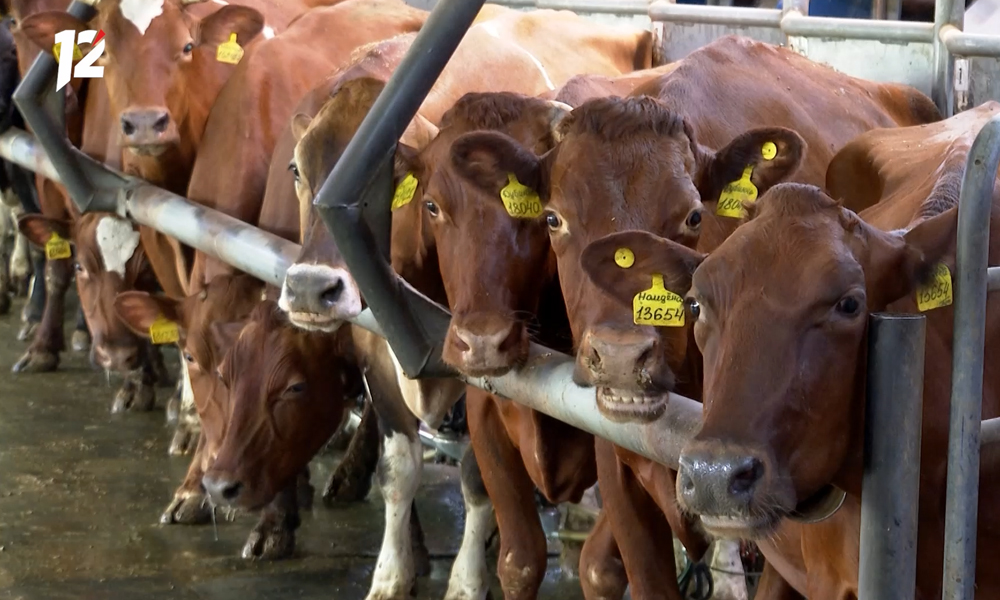 В Омской области появится ферма-приют для брошенных коров 