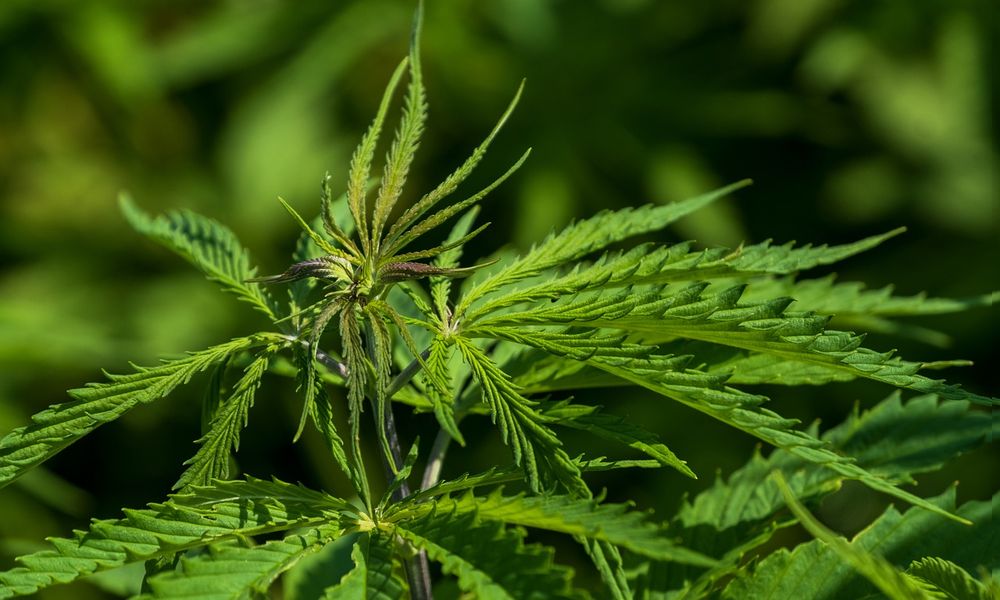 В Омске на Московке выкосили 200 квадратных метров конопли