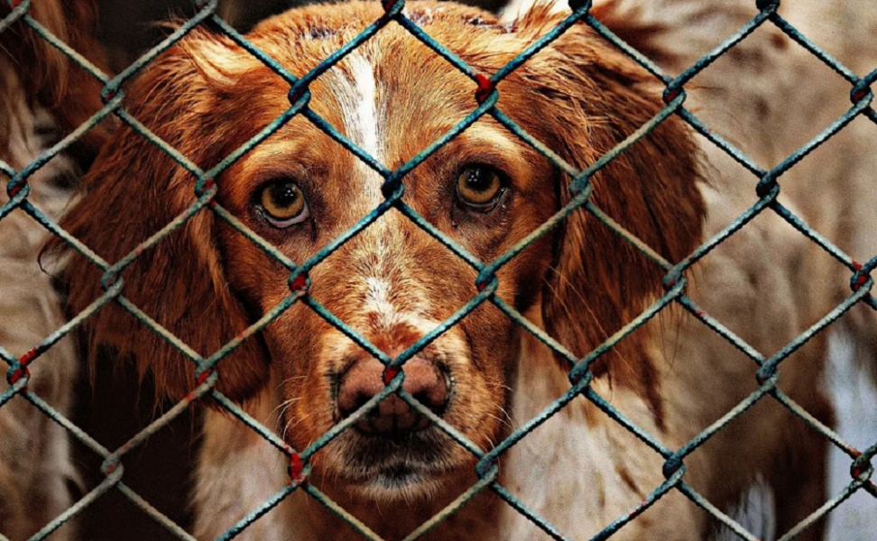 Омичей призывают накормить бездомных собак