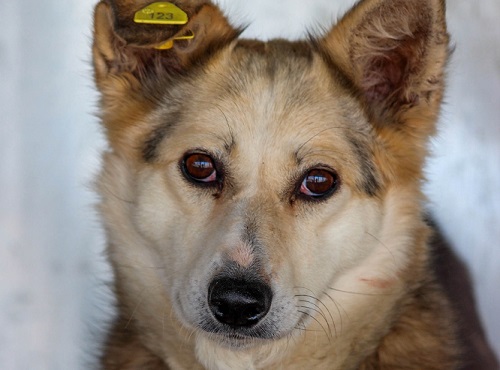 Благотворительные сборы собакам САХа будут максимально прозрачными