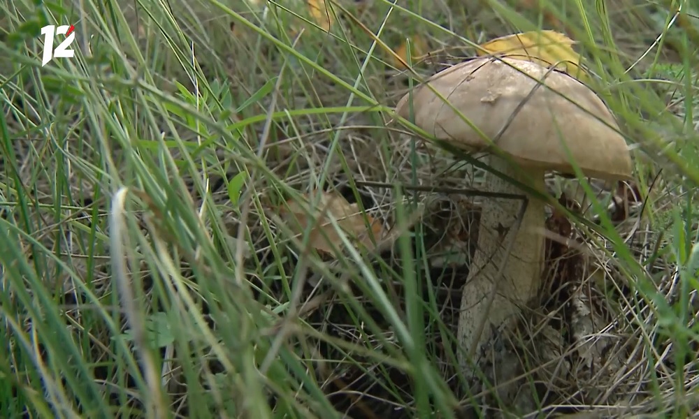 Омичи собирают подберёзовики и маслята