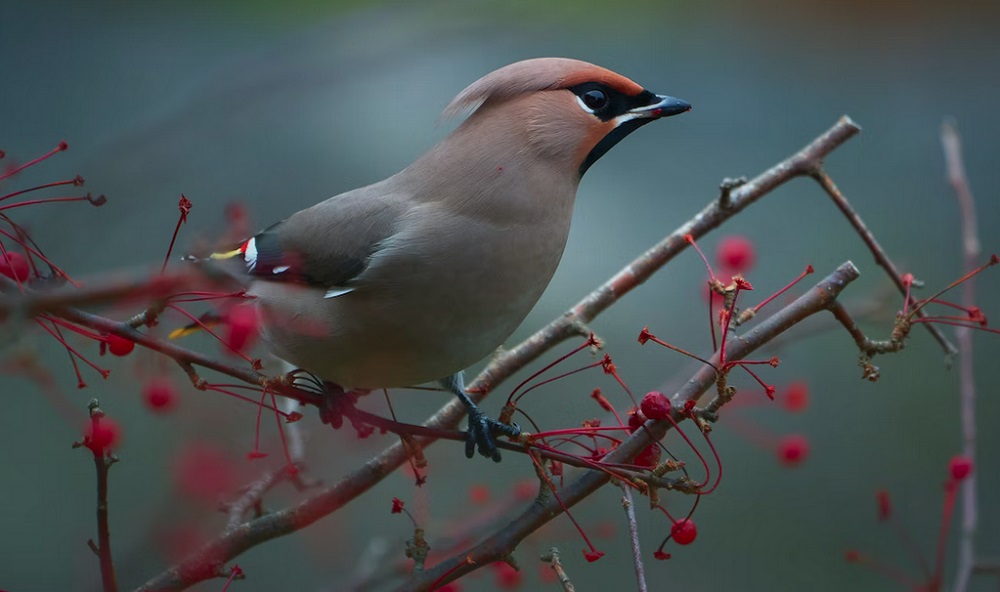 Кировские учёные будут исследовать растительный и животный мир Омской области 