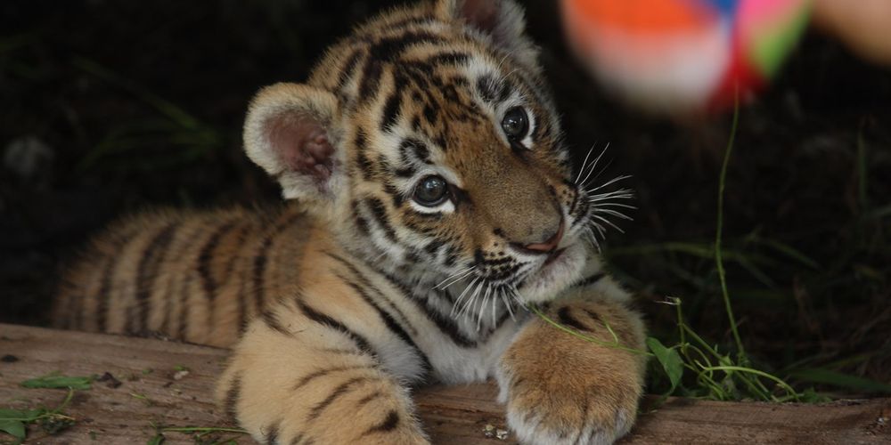 Для тигров и леопардов в Большереченском зоопарке строят вольеры