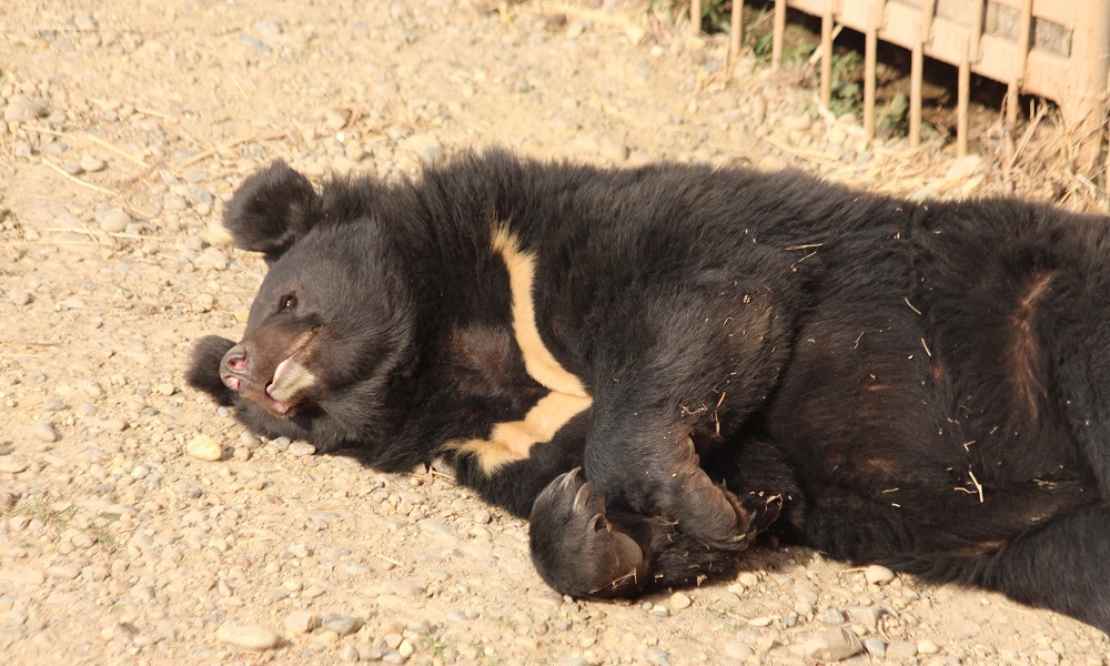 Опасность для посетителей и животных: в Омскую область приехал передвижной зоопарк без лицензии
