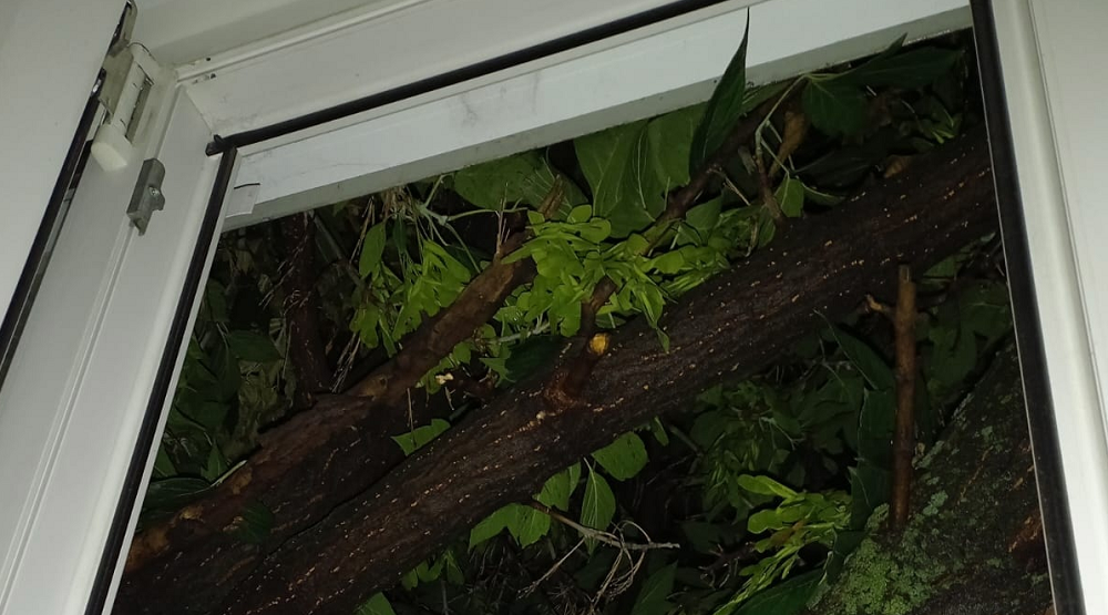 Клён вошёл в окно: на Мира, 61а упавшее дерево повредило стеклопакеты в двух квартирах