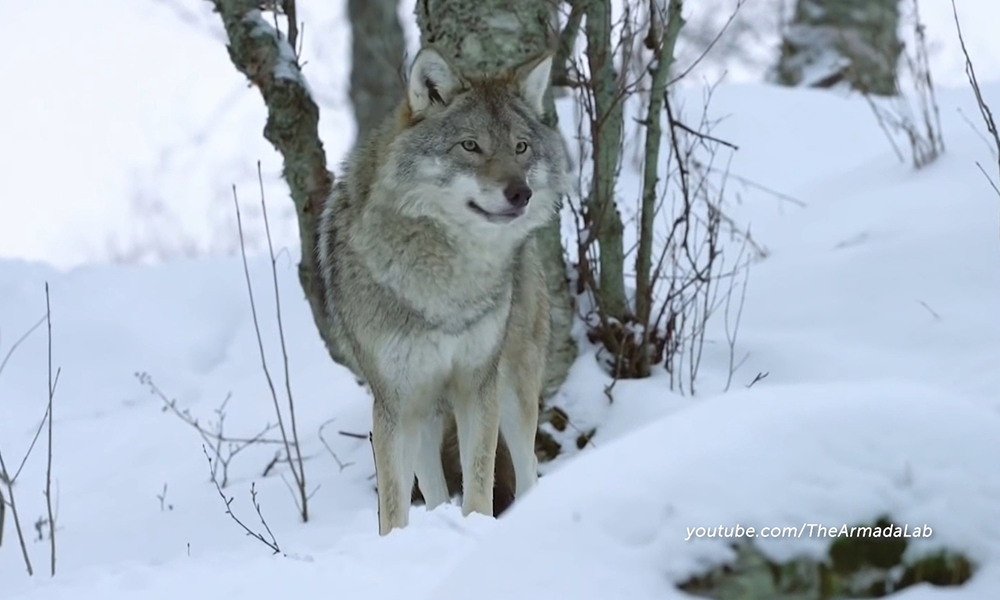 На севере Омской области активизировались волки