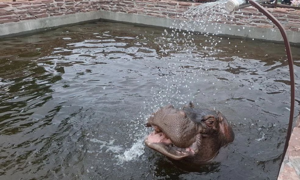 В Большереченском зоопарке показали водные процедуры бегемота Кёнига