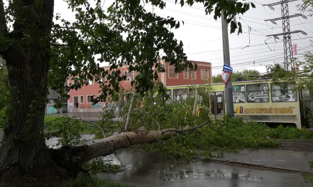 В Омске из-за штормового ветра на трамвайные пути упало дерево