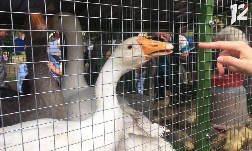 Символом «Королевы спорта-2023» в Омской области станет дикий гусь