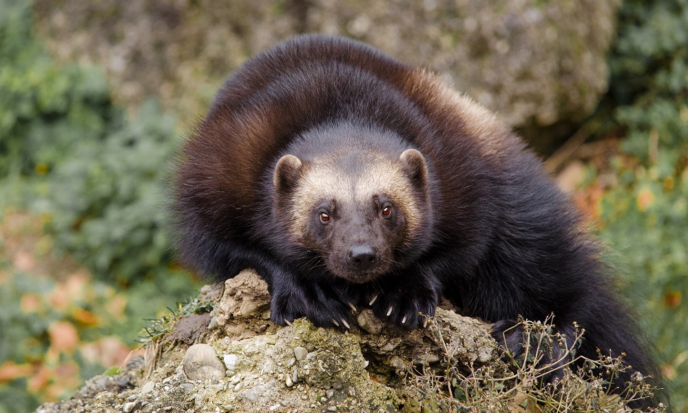 Омским охотникам разрешили добычу бывших краснокнижных животных и птиц