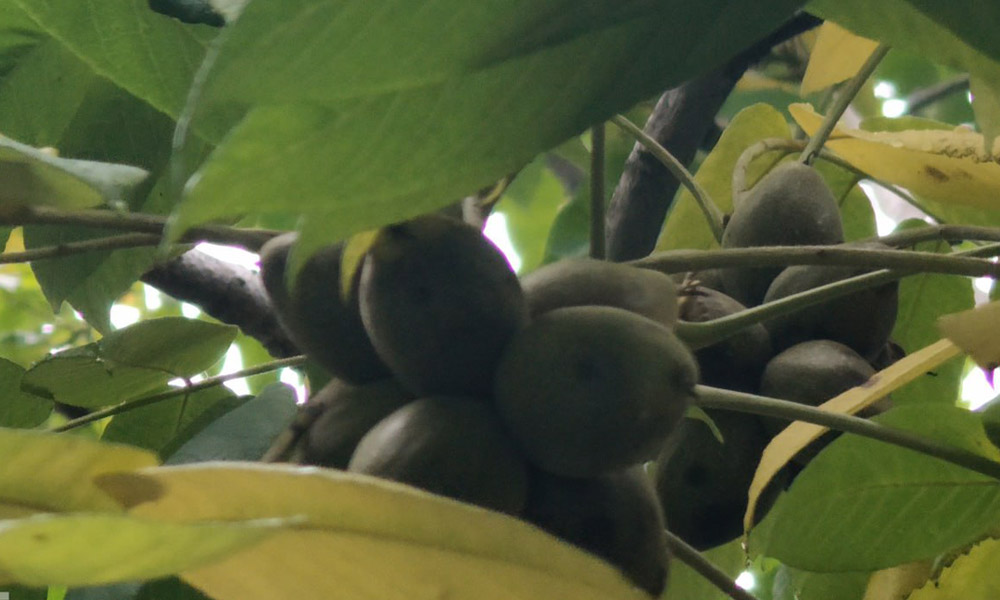 В Таре приступили к озеленению территории обновлённого Парка культуры и отдыха