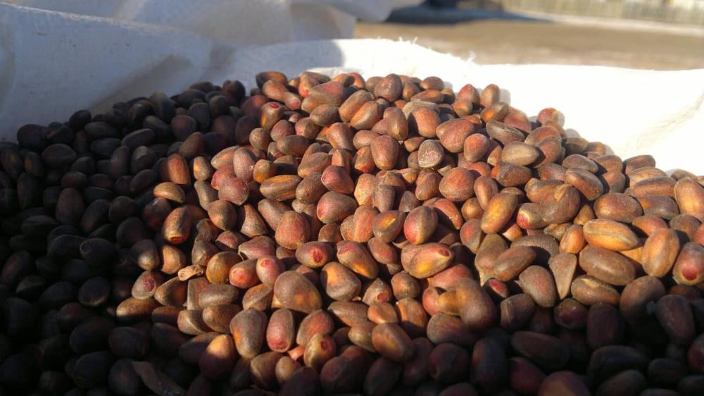 Из Омской области в Китай отправили более 800 тонн кедровых орехов 