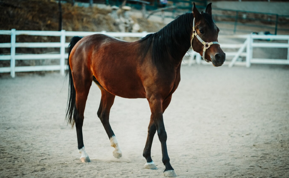 Победитель этноконкурса «Джигиты Омска» получит настоящего живого коня