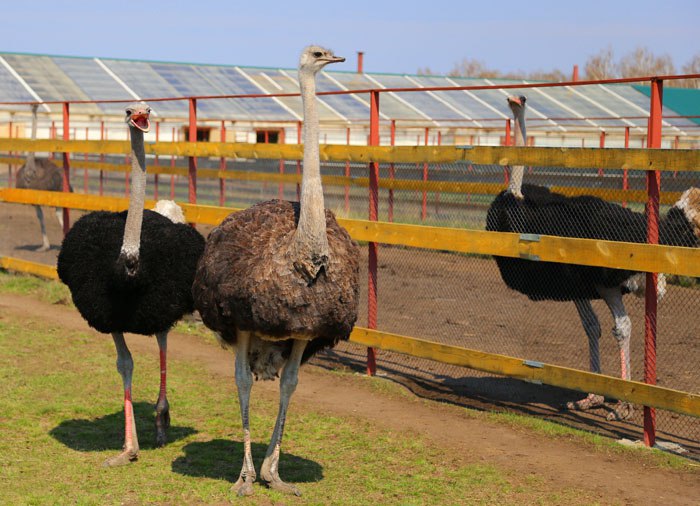 В Омской области открылась для посещения страусиная ферма