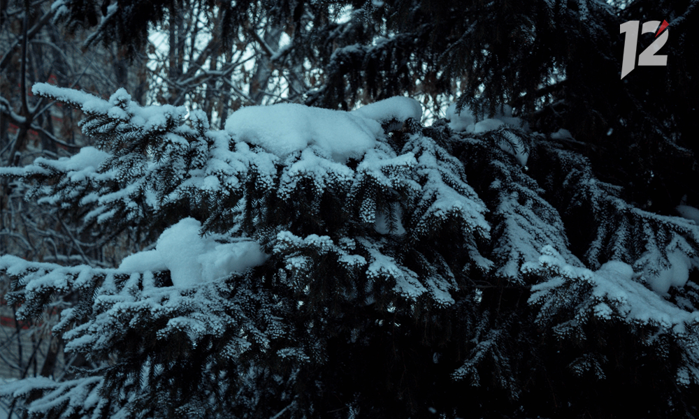 Штрафы за лесные пожары не покрывают затраты на их тушение