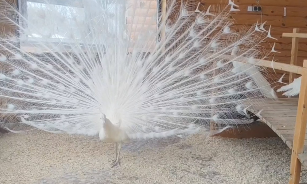 Завораживающий танец белого павлина сняли на видео сотрудники Большереченского зоопарка