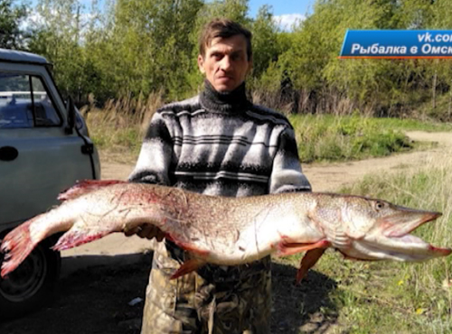 Омич поймал гигантскую щуку