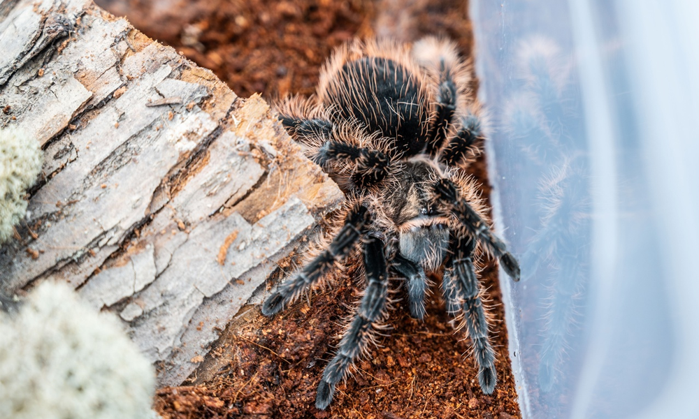 В Большереченском зоопарке появились пауки-птицееды