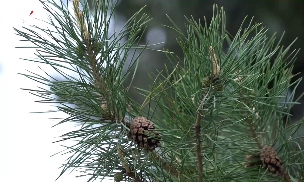 Омичей предупредили о заморозках
