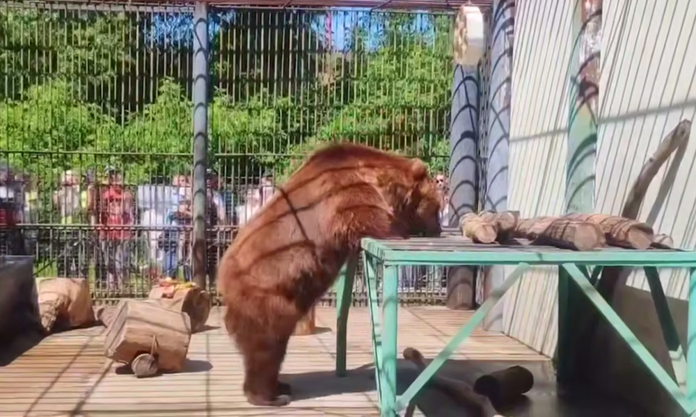 В Большереченском зоопарке подготовили угощения для бурого медведя