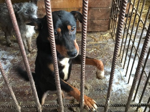 В омском "Спецавтохозяйстве" построят ещё одну партию вольеров