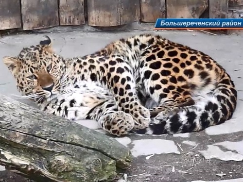 В Большереченском зоопарке между питомцами разгорелись настоящие страсти