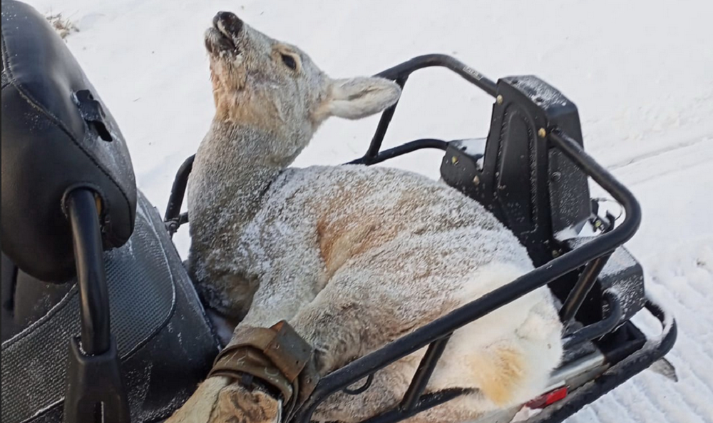 В Омской области задержали браконьера, который ранил косулю
