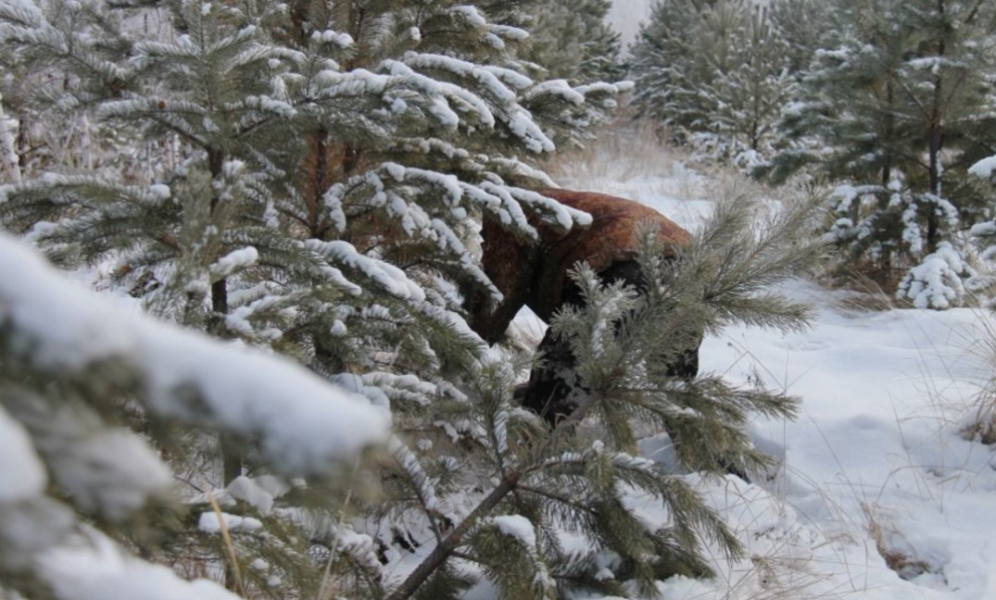 «Срубил он нашу ёлочку»: за незаконную рубку хвойных омичи могут получить до 7 лет лишения свободы