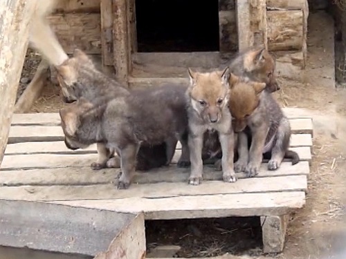 Волчата в Большереченском зоопарке стали выходить из домика