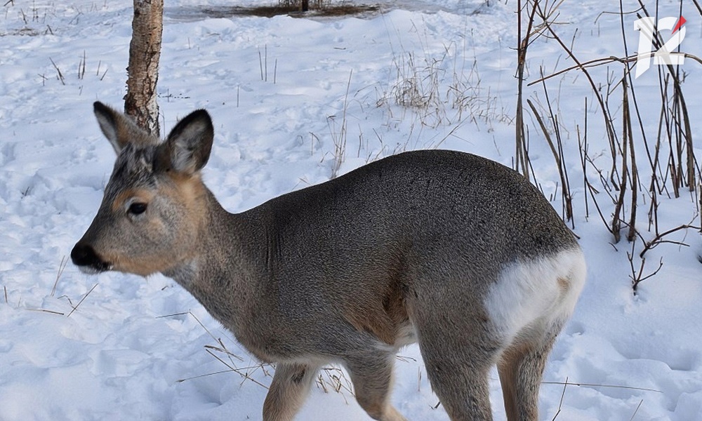 В Омской области начали пересчитывать диких животных и птиц