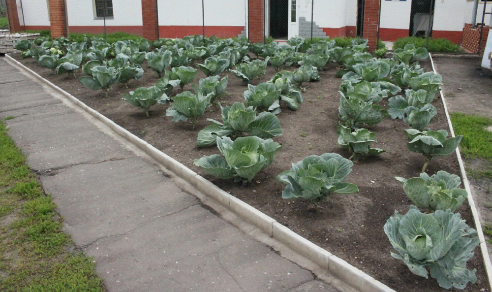 Омские осуждённые активно выращивают овощи на территориях исправительных учреждений