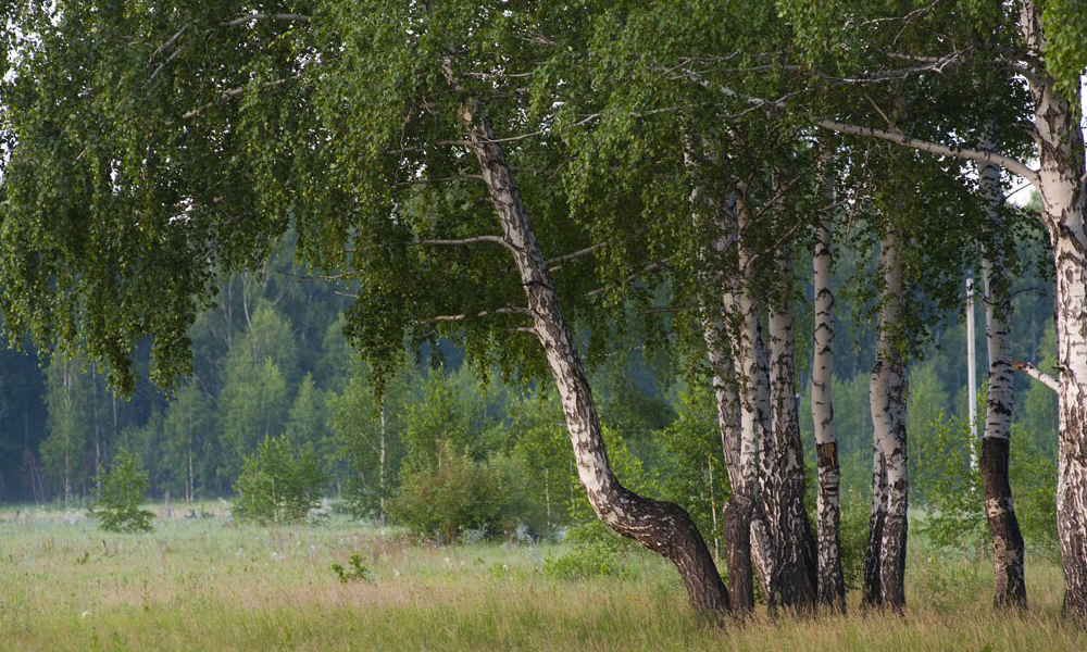 Бюджет Омской области пополнился на 179 миллионов рублей за счёт платежей за использование лесов