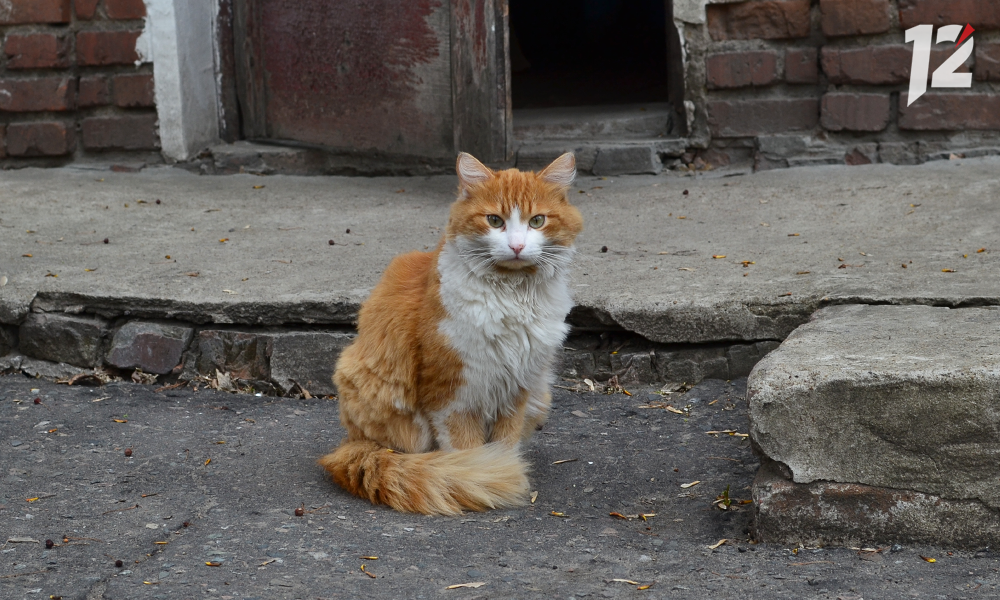 Схватил и ударил головой об стену: житель Омской области расправился с кошкой сожительницы