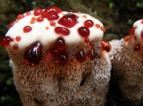 В лесу под Омском нашли редкий гриб