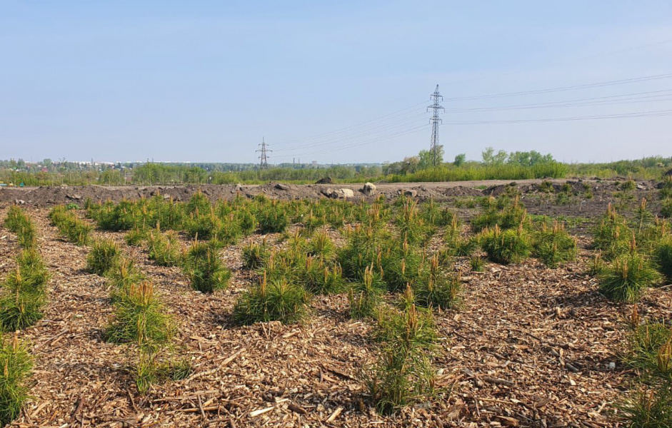 В Омске продолжают заниматься обустройством муниципального питомника