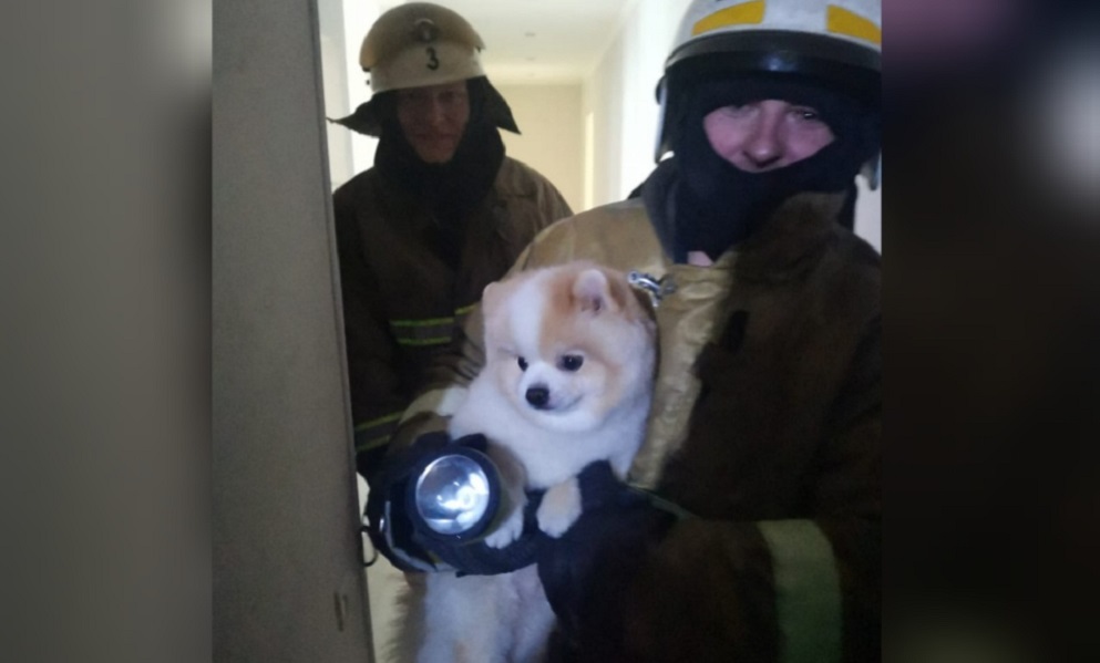 Из горящей девятиэтажки омские пожарные спасли 24 человека и собаку 