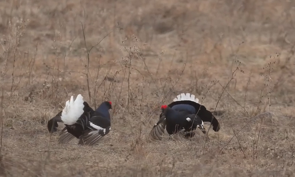 В Омской области засняли пение тетеревов
