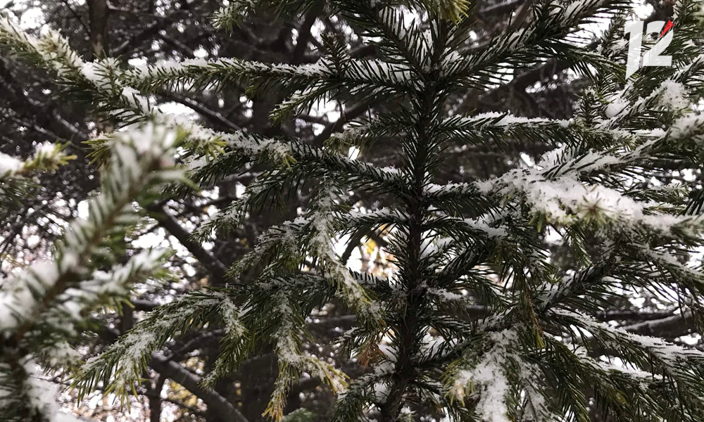 Главную ёлку-2022 запланировали установить в Омской крепости