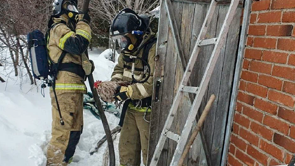 В Азовском районе пожарные не дали сгореть заживо пятидесяти домашним птицам