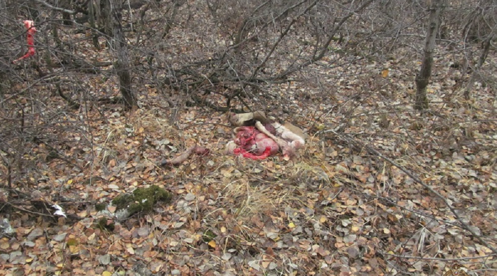 Браконьеру из Полтавского района грозит до двух лет лишения свободы