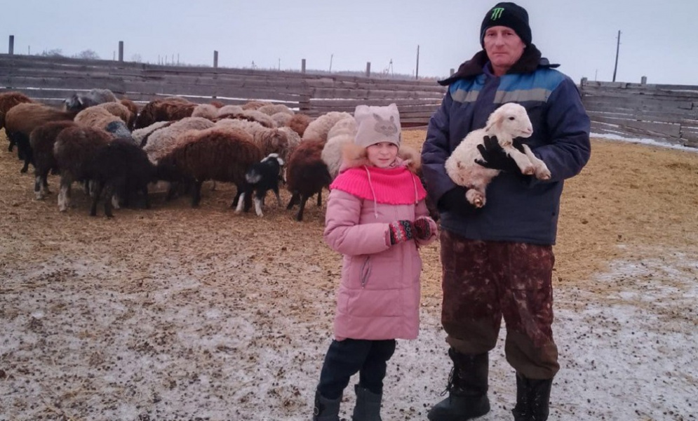 Многодетная семья из Павлоградского района завела овец благодаря соцконтракту