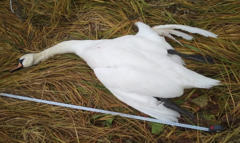 Омский охотник получил ранение, уронив патрон на газовую горелку, а его товарищ убил лебедя