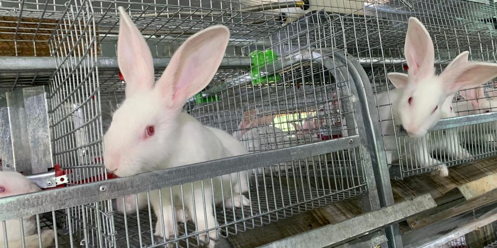 Продукция омских кролиководов попадает в лучшие рестораны страны